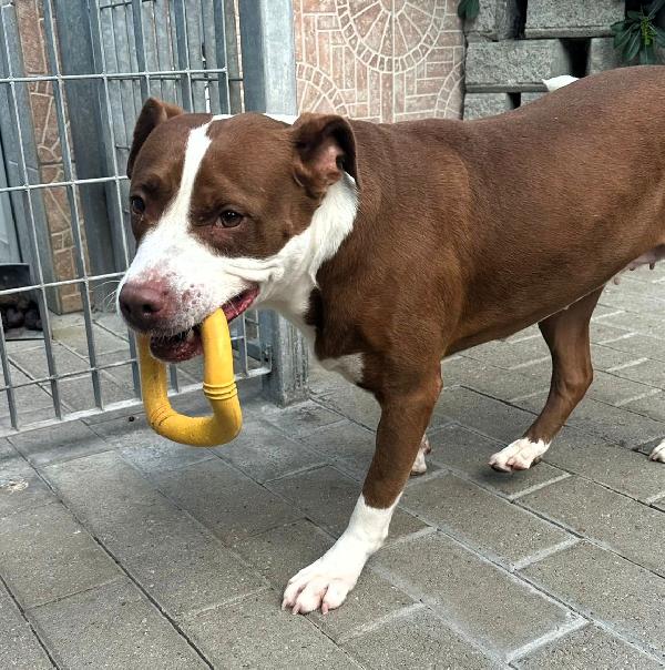 LADY BELLISSIMA CAGNOLINA Foto 8